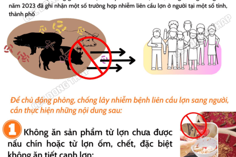 Phòng, chống lây nhiễm bệnh liên cầu lợn lây sang người