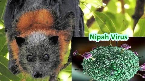 KHUYẾN CÁO PHÒNG, CHỐNG DỊCH BỆNH DO VI RÚT NIPAH