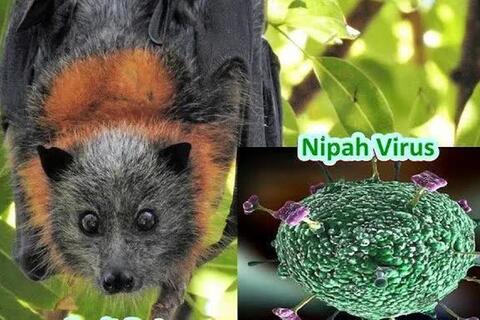 KHUYẾN CÁO PHÒNG, CHỐNG DỊCH BỆNH DO VI RÚT NIPAH