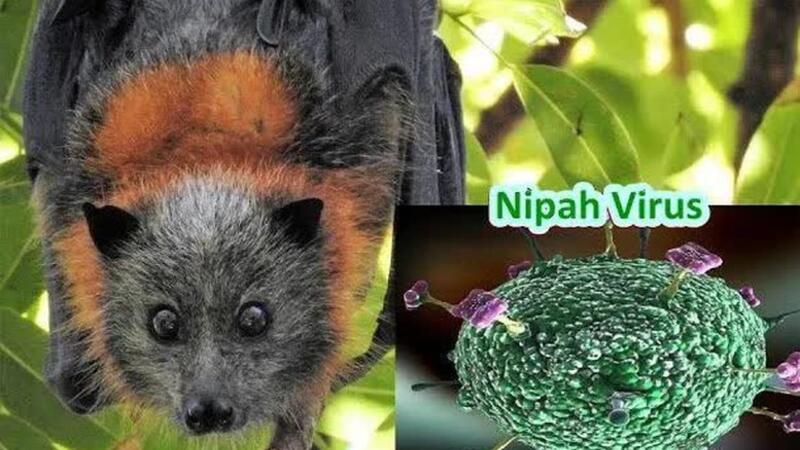KHUYẾN CÁO PHÒNG, CHỐNG DỊCH BỆNH DO VI RÚT NIPAH